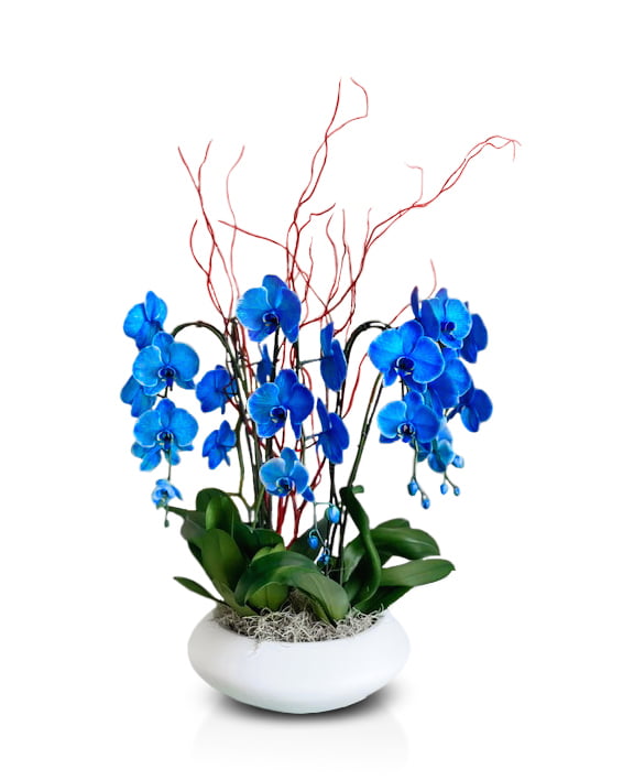 Blue orchids arrangement(1)