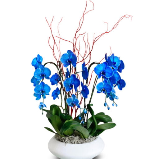 Blue orchids arrangement(1)