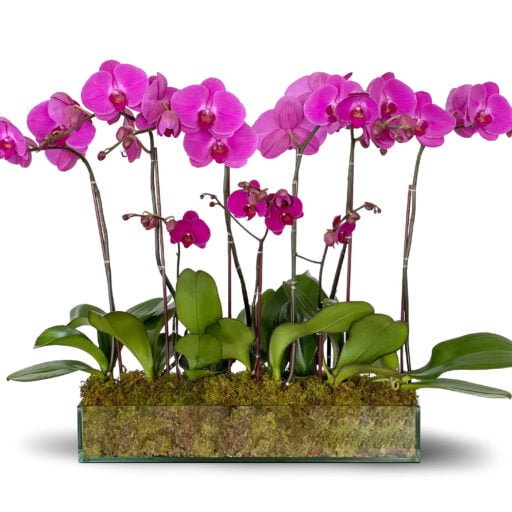 Essential Fall Care Tips for Orchids