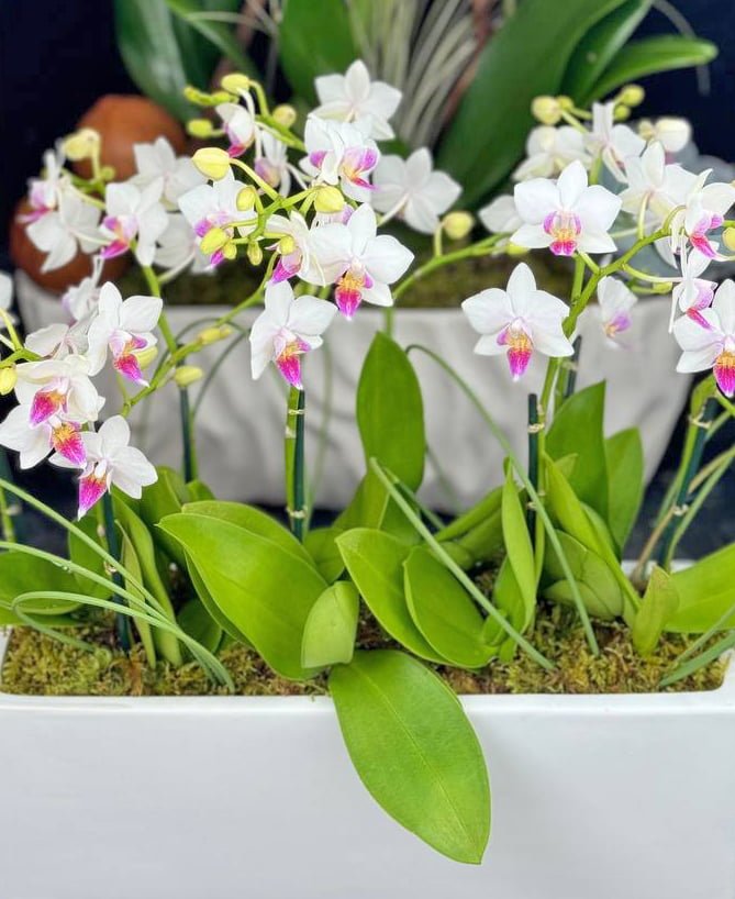 If you're looking to add elegance and sophistication to your home or office, there's no better choice than orchids. These stunning flowers are known for their vibrant colors, intricate patterns, and long-lasting blooms. At our Fort Lauderdale flower shop, we offer a wide selection of orchids that are sure to impress.