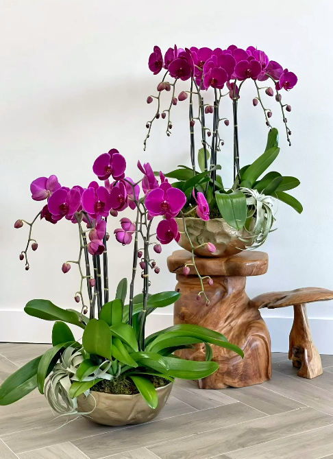 Beautiful Orchid Arrangements4