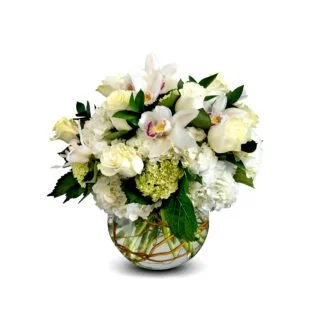 Pure-Grace orchids fort lauderdale