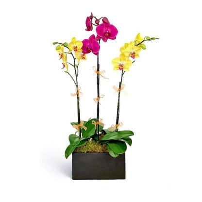 alvira orchids fort lauderdale