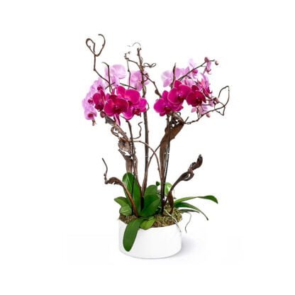 ariana orchids fort lauderdale