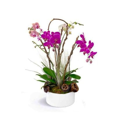 arina orchids fort lauderdale