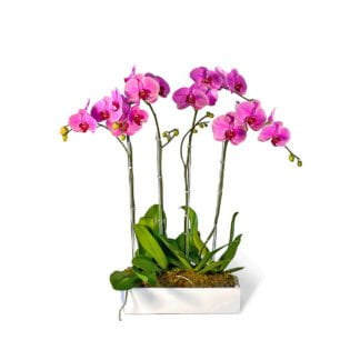 barbara orchids fort lauderdale