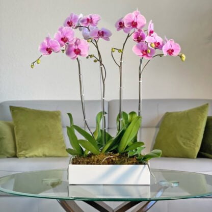 barbara orchids fort lauderdale