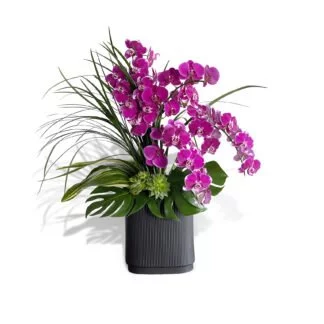 bright-delight- orchids fort lauderdale