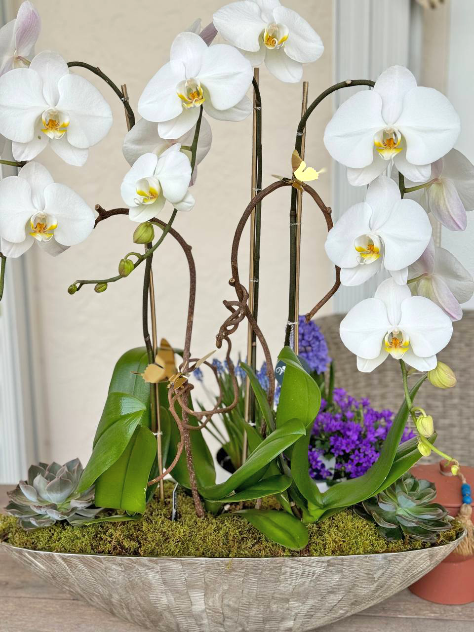 Orchids delivery 