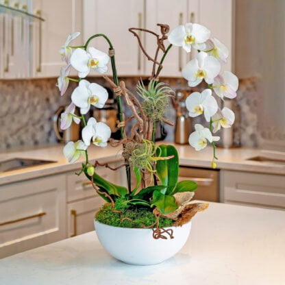 harmony orchids fort lauderdale