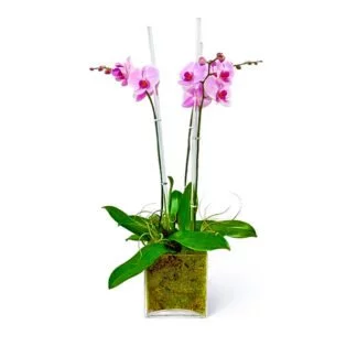 kate orchids fort lauderdale