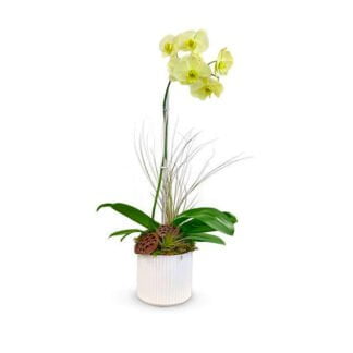 leticia orchids fort lauderdale