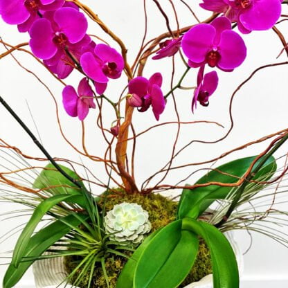 love orchids fort lauderdale