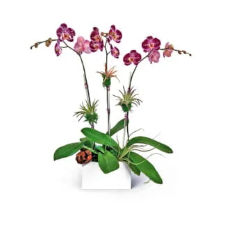 madeline orchids fort lauderdale