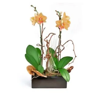 naturally-elegant orchids fort lauderdale