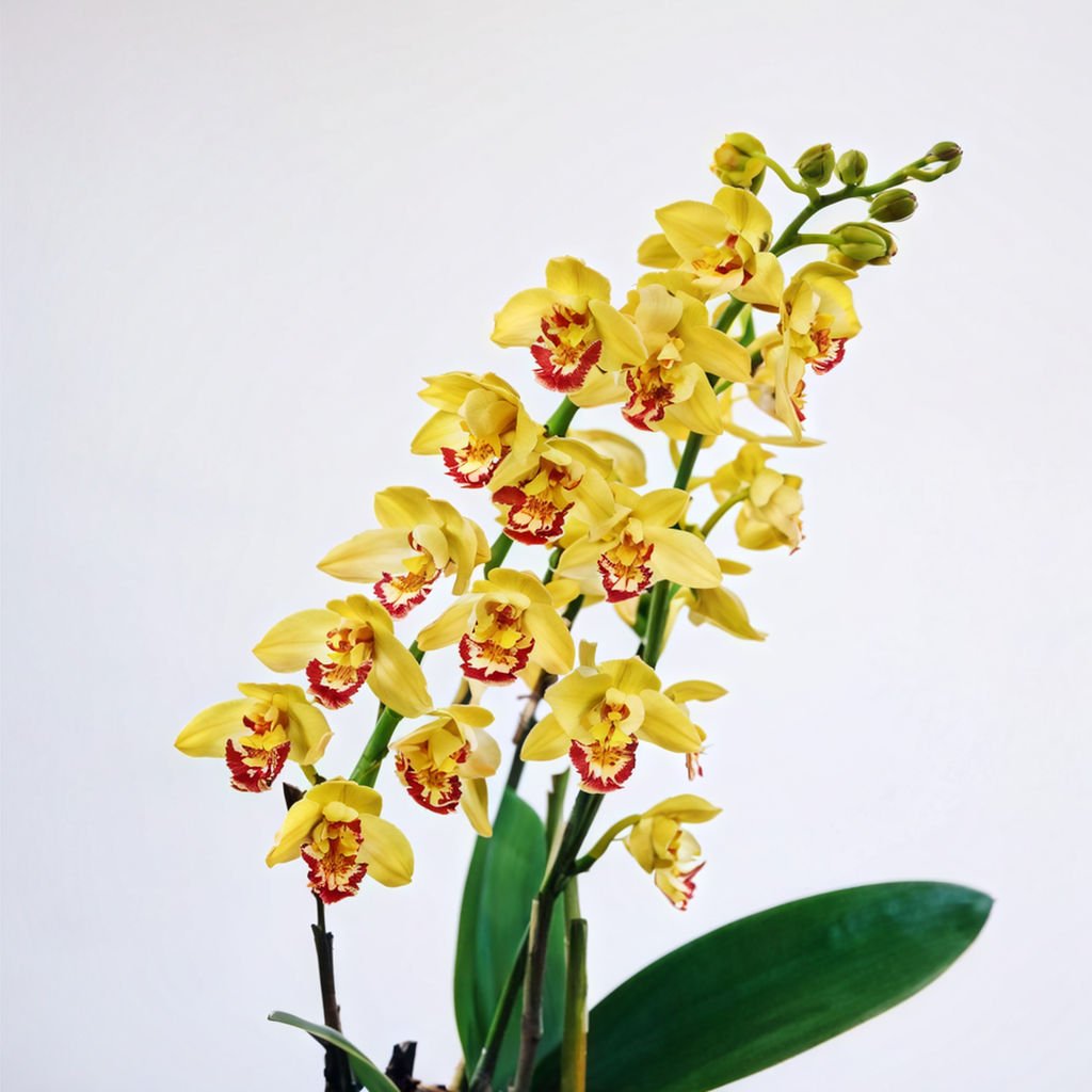 Oncidium orchids