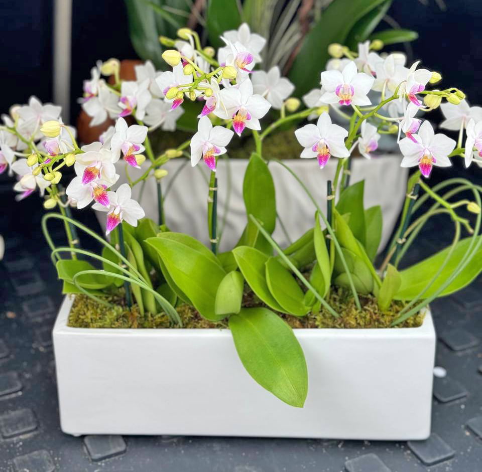 Orchids delivery 