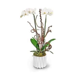 samara orchids fort lauderdale