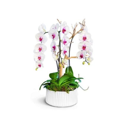 sydney orchids fort lauderdale