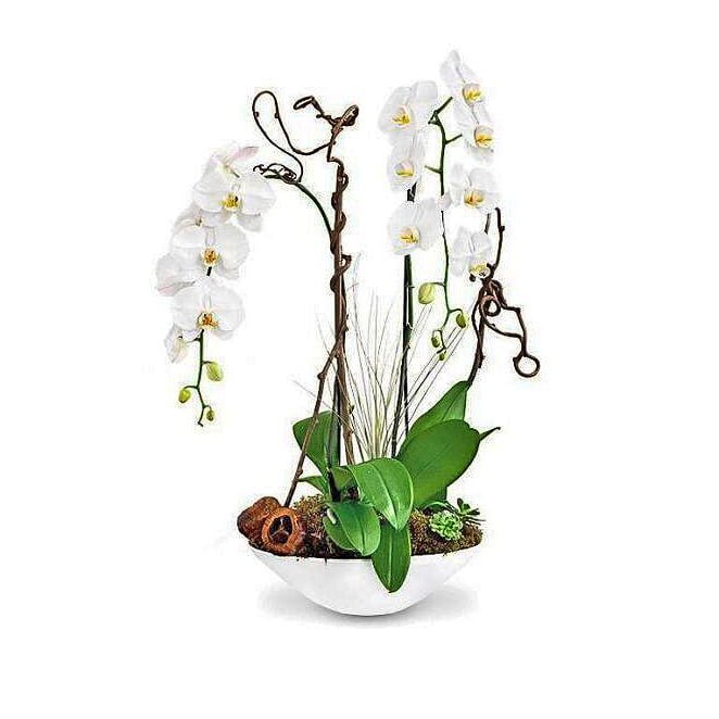 vivan orchids fort lauderdale