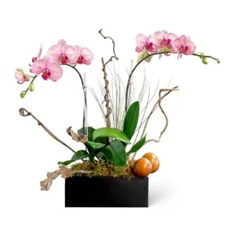 Avery: Orchids in a modern Black Ceramic Pot