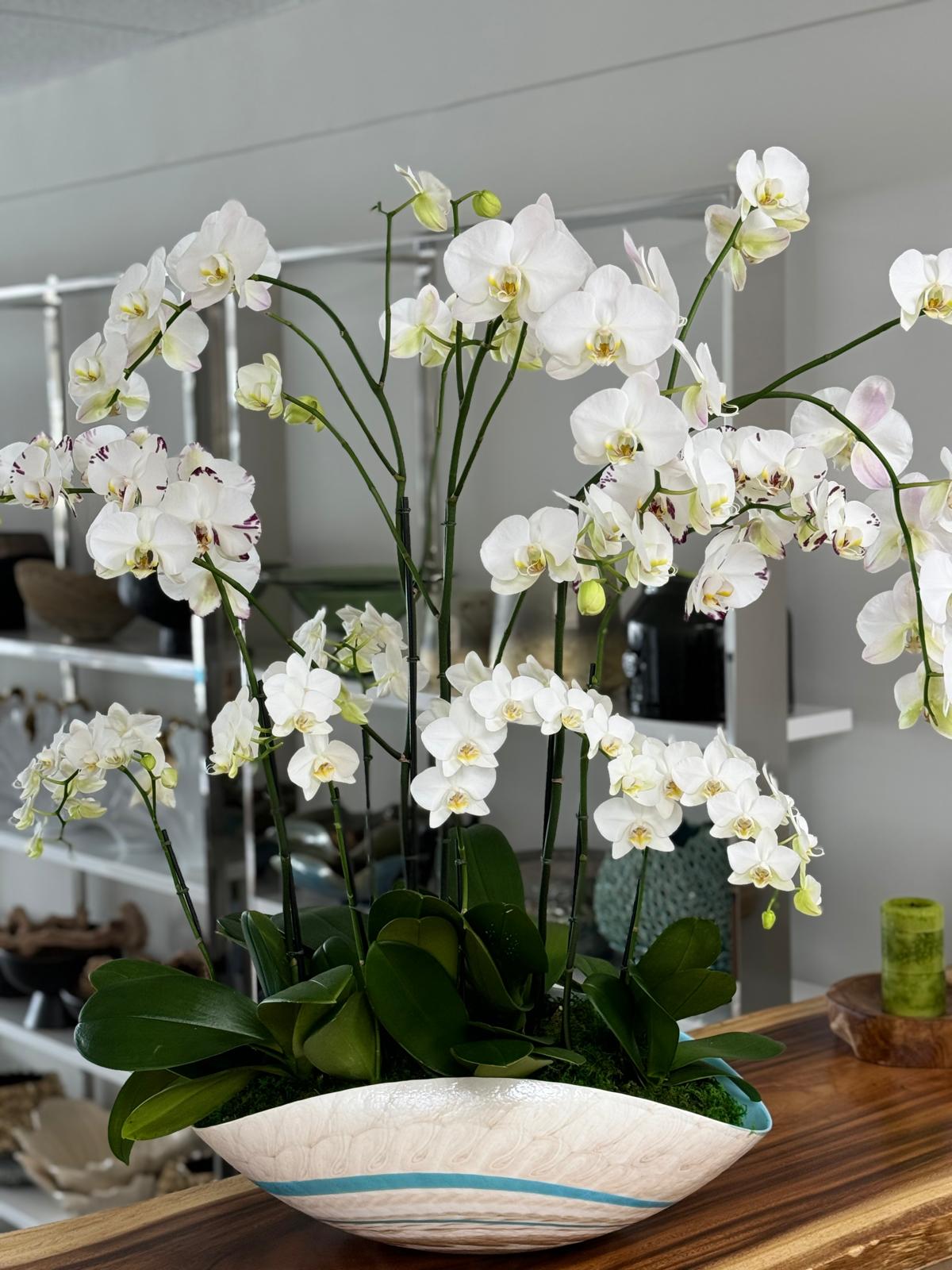 Gifting Orchids to Your Mom