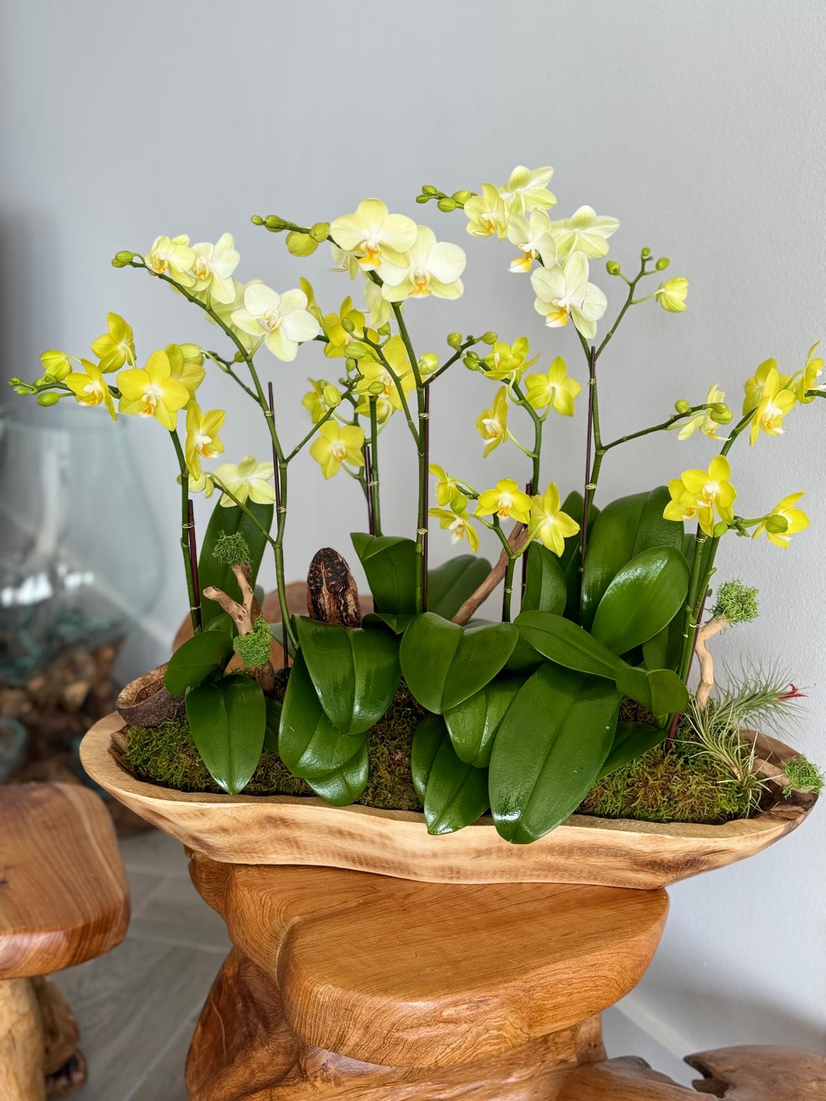 The Beauty of Orchids: A Perfect Gift for Yourself