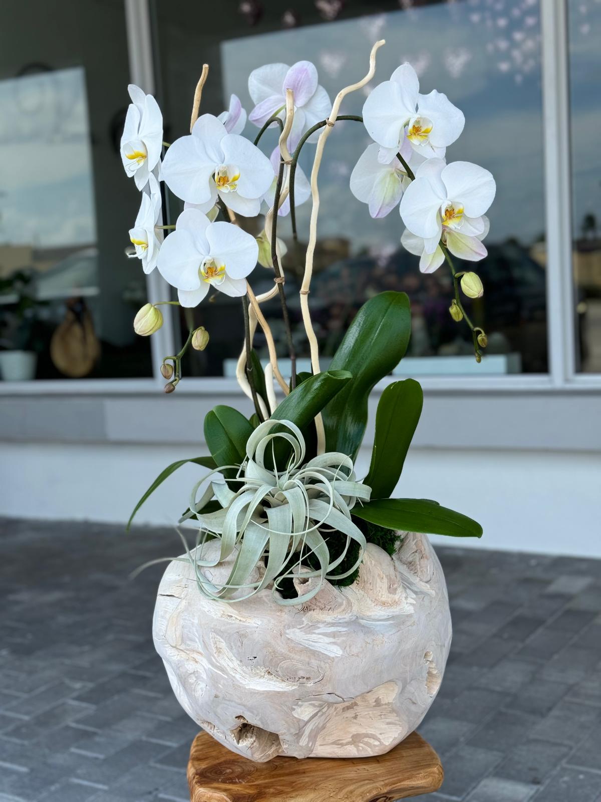 Luxury orchids in Fort lauderdale