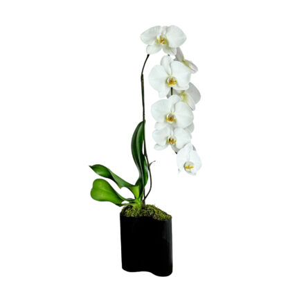 Single White Orchid