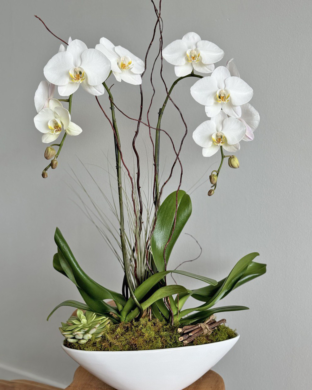 Luxury orchids in Fort lauderdale