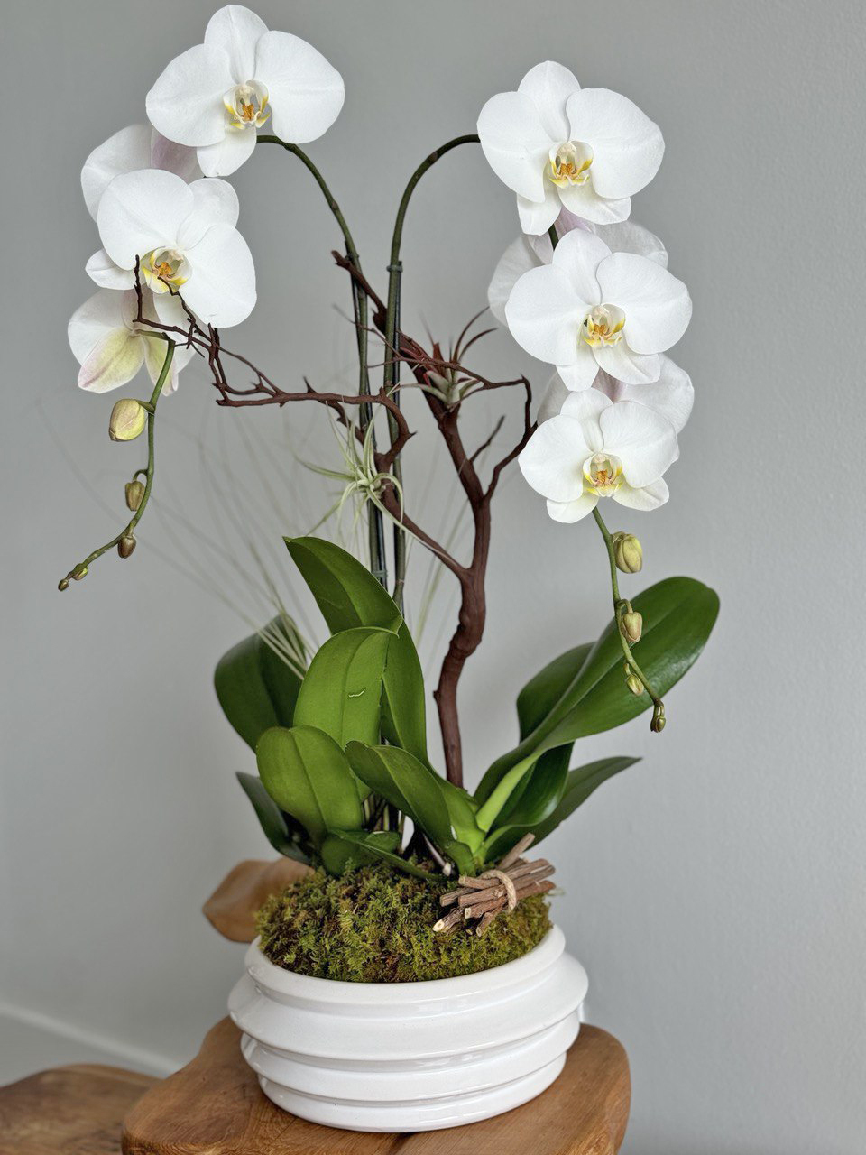 Luxury orchids in Fort lauderdale