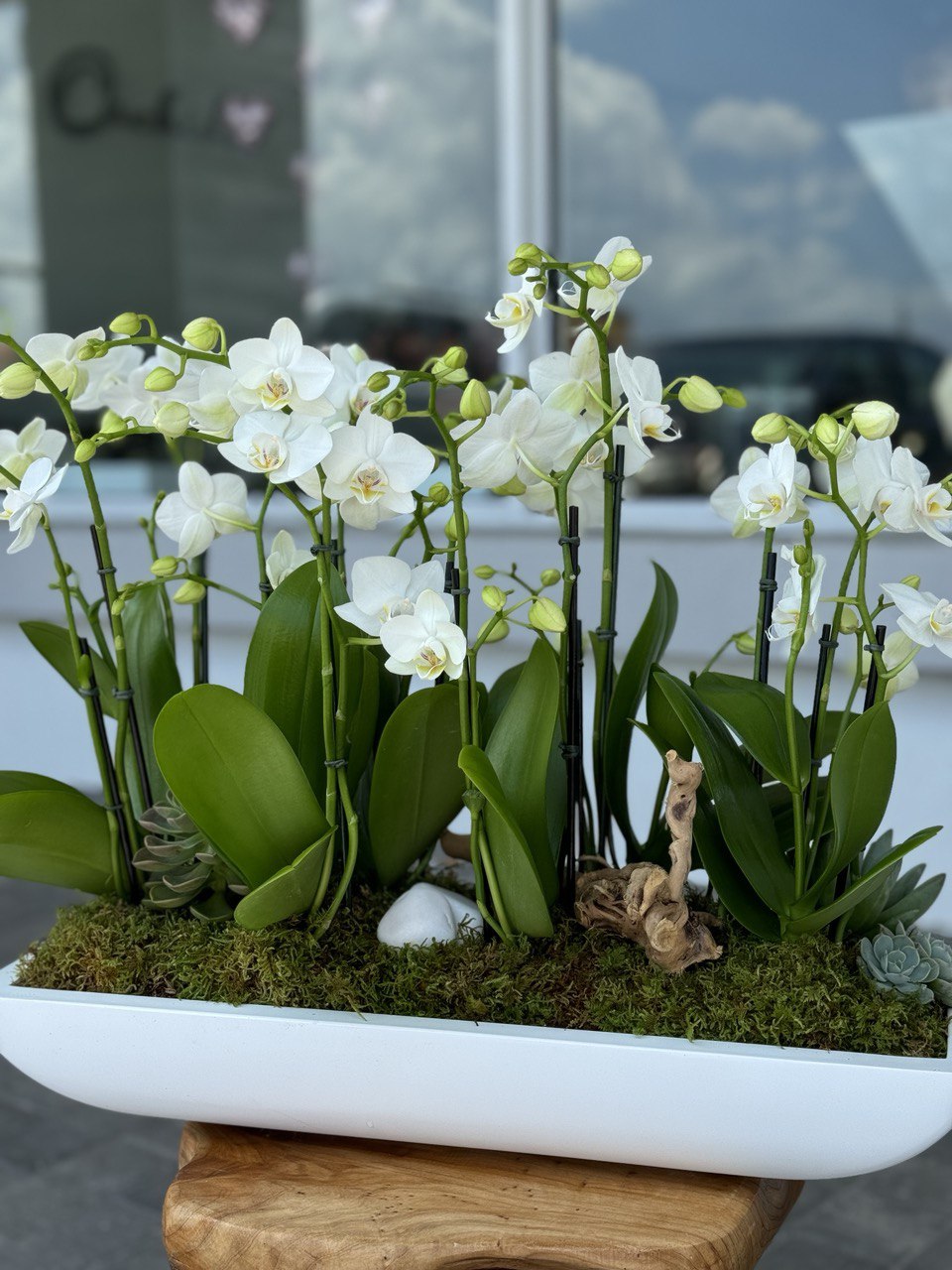 Luxury orchids in Fort lauderdale