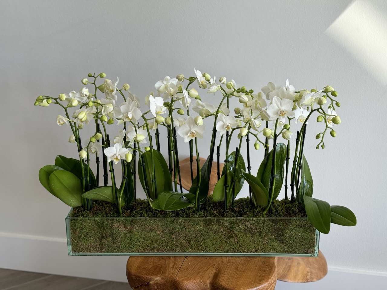 Luxury orchids in Fort lauderdale