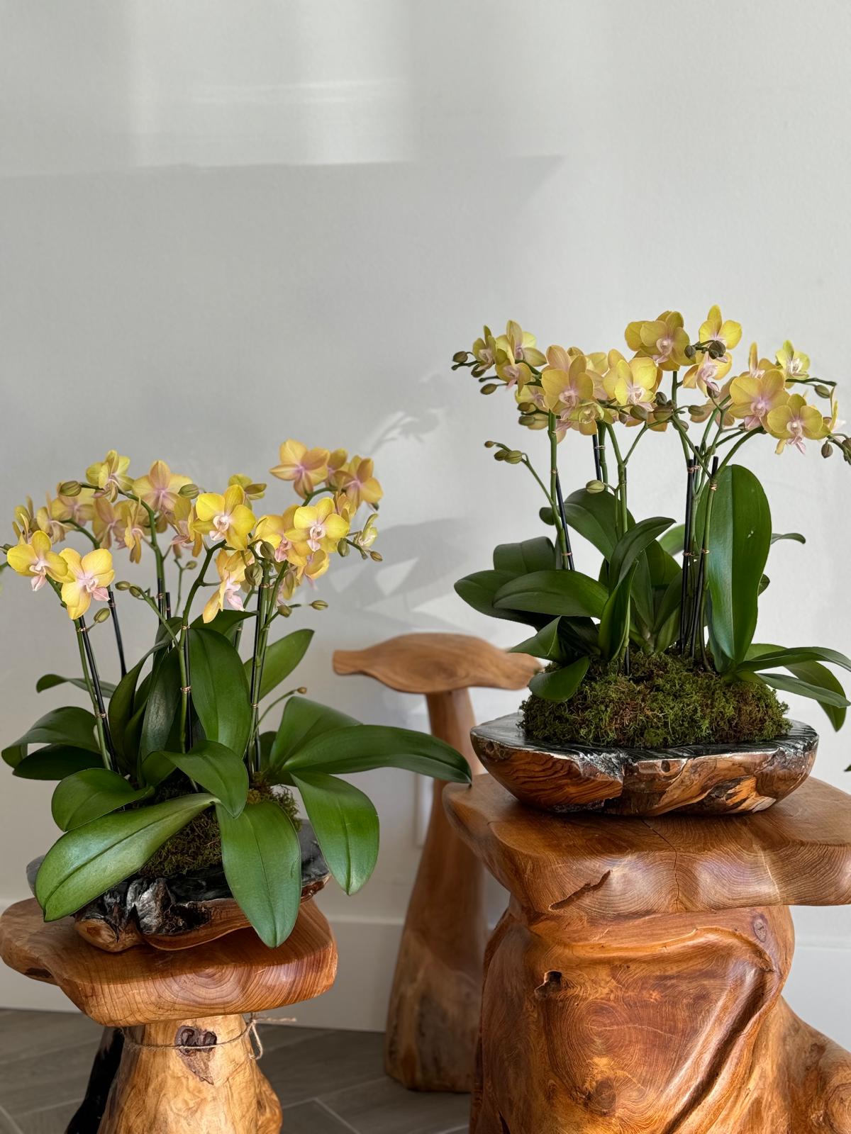 Luxury orchids in Fort lauderdale