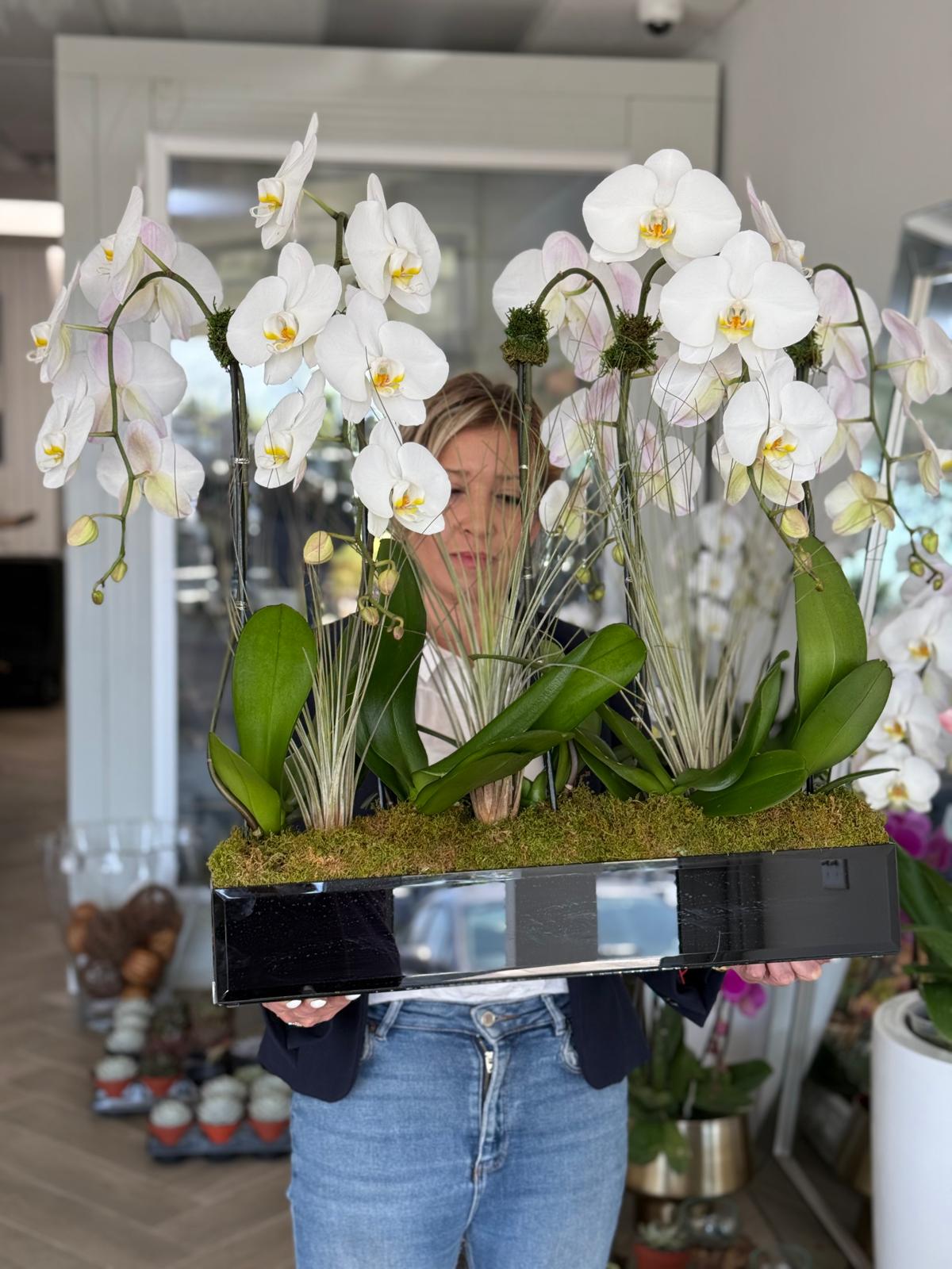 orchid phalaenopsis plant arrangement care in florida