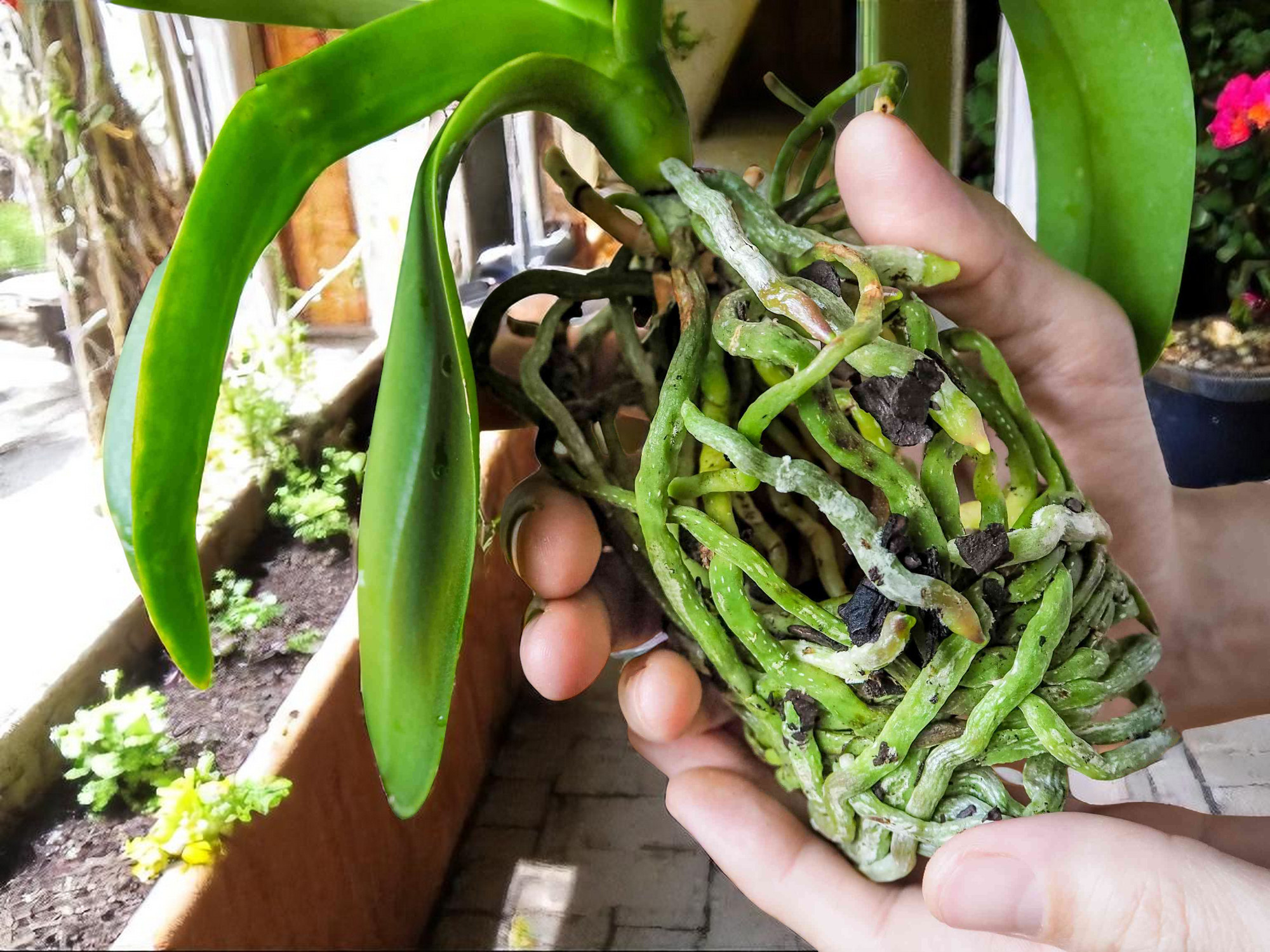 orchid Root