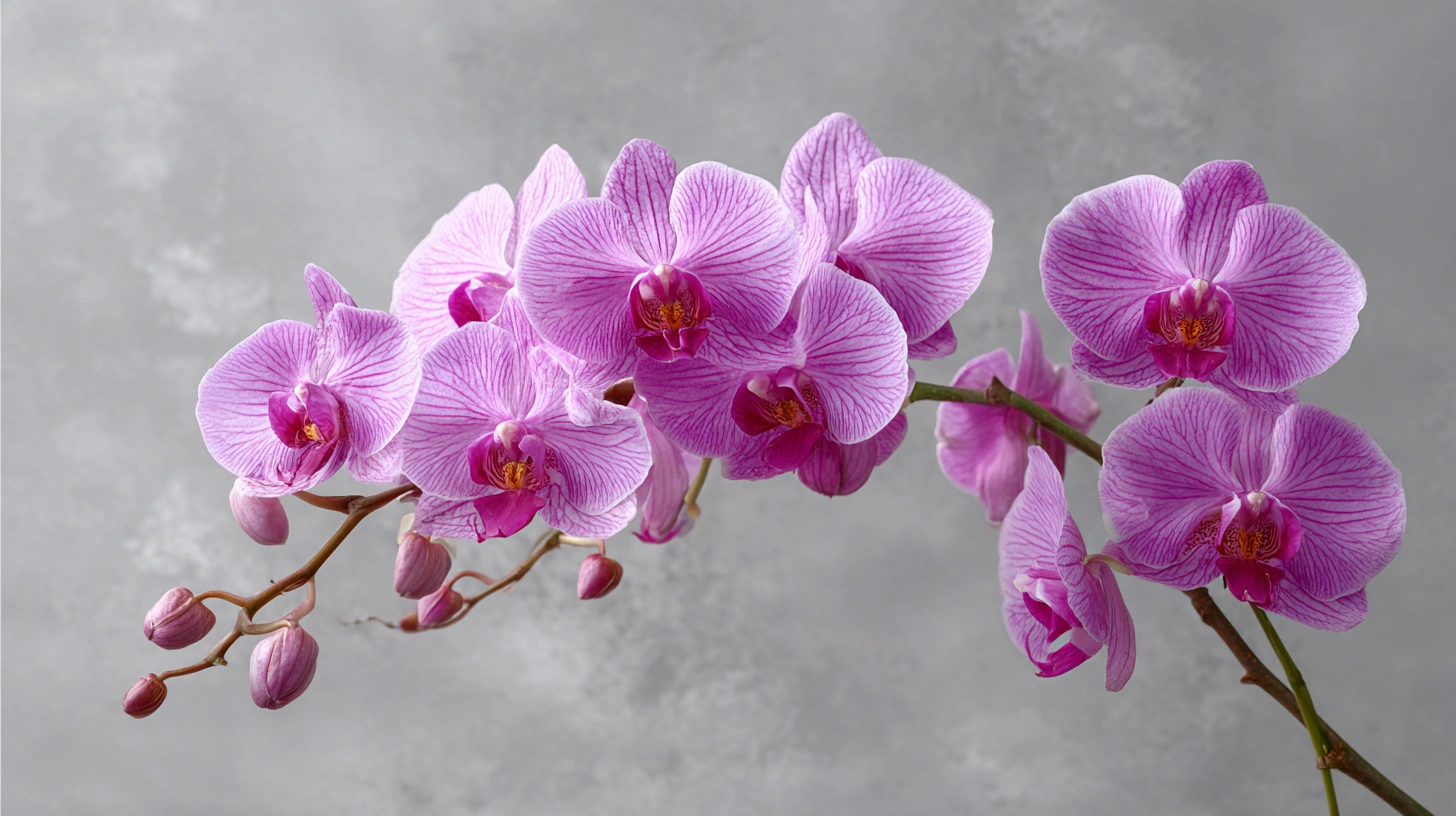 Orchids - best rosh hashanah flowers