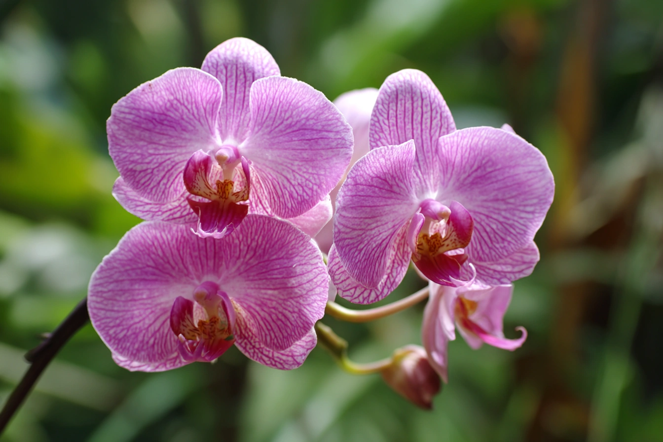 Top Orchids Thriving in Florida: A Gardener's Guide