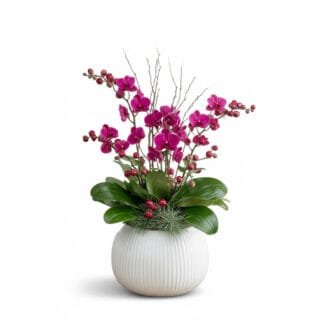 Festive Fuchsia 5 Mini Orchids