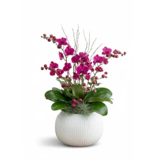 Festive Fuchsia 5 Mini Orchids