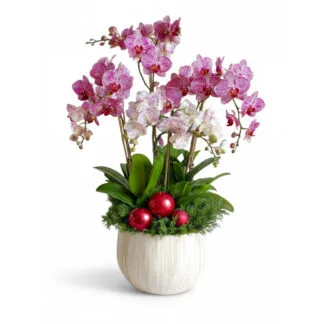 Festive Pink Orchid Planter