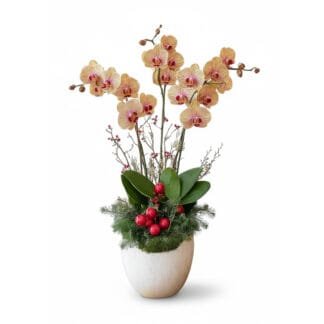 Warmth & Cheer: Peach Orchid Holiday Planter