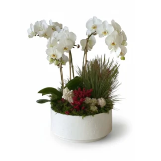 Winter's Embrace: White Orchid & Berry Arrangement
