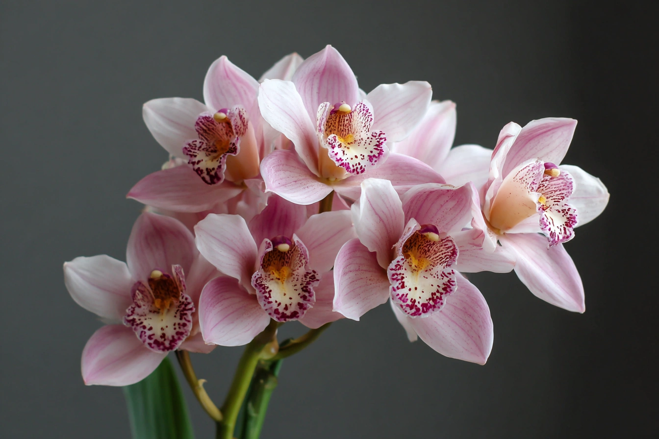Cymbidium 