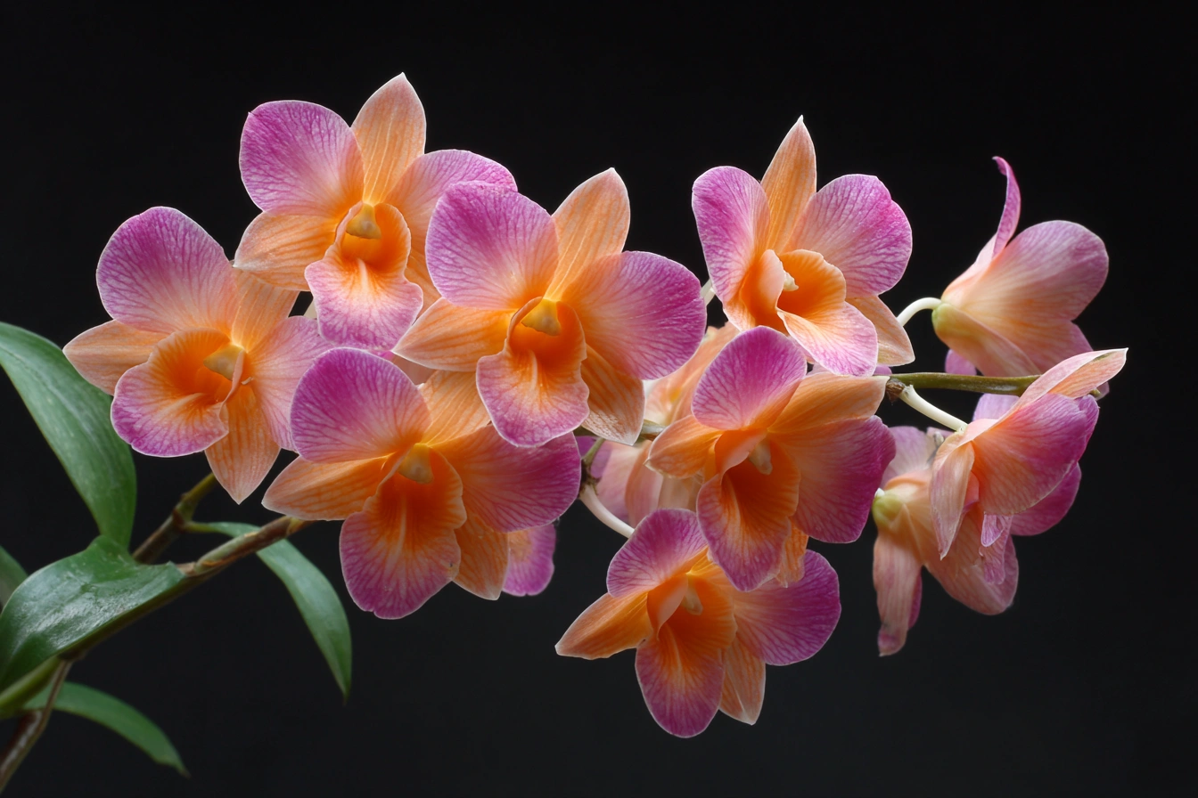Dendrobium Orchids