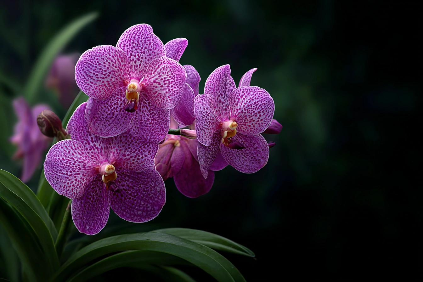 Jewel orchids