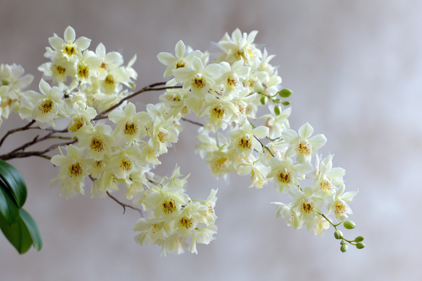 White_Phalaenopsis_7_Underrated_Orchid_Variet2 (3)